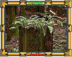 Fall Creek
