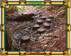 Fall Creek