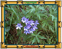 Wildflower Photo
