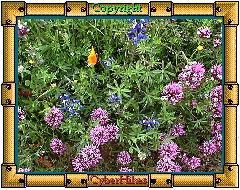 Wildflower Photo