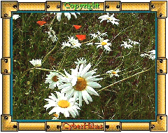 Wildflower Photo