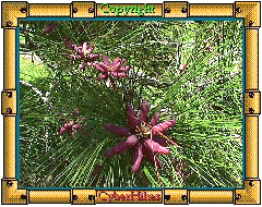 Wildflower Photo